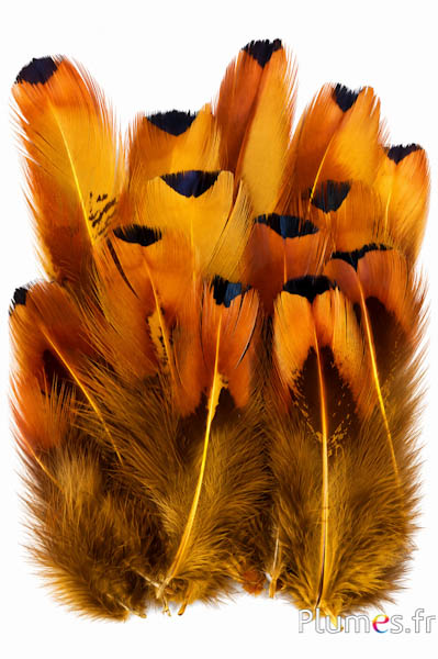 Fazant van Colchis - 6-12 cm - geel